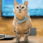 Screenshot 2025-07-06 at 17.12.38